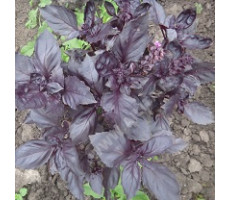 Базилик овощной Фиолетовый  0,3 г Аэлита